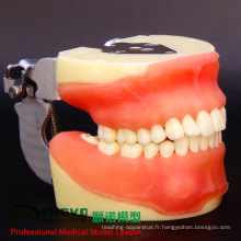 DENTAL26 (12608) Modèles complets de pratique de la chirurgie dentaire